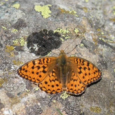 Ilter Ilter Github - Premium Vintage Image Gallery - HD