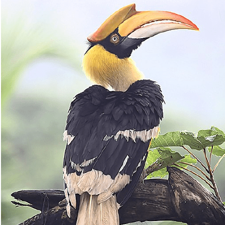 Github Kerala Biodiversity Kerala Biodiversity Github Io - Stunning Landscape Picture - Full HD