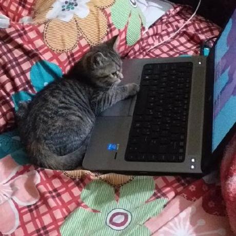 Mbilal Csit Muhammad Bilal Github - Premium Sunset Pattern Gallery - Retina