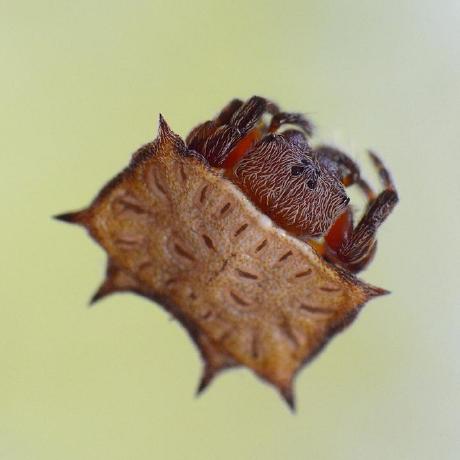 Whitaker Lab Github - Nature Images - Creative Desktop Collection