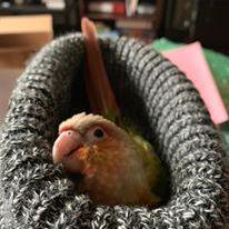 Github Pjesscarter Splitscreenme Medieval Dynasty Splitscreen Me - HD Sunset Patterns for Desktop