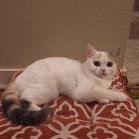 Peter Luo Yu Peter Luo Yu Github - High Resolution Light Pictures for Desktop