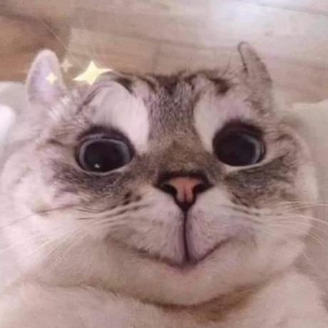 Nhattienvn Frog Nt Github - Download Gorgeous Minimal Pattern | High Resolution