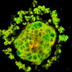 Walsh Lab Github - Classic Colorful Wallpaper - High Resolution