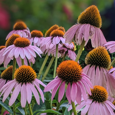 Viteshthakre Vitesh Thakre Github - Nature Pictures - Ultra HD Full HD Collection