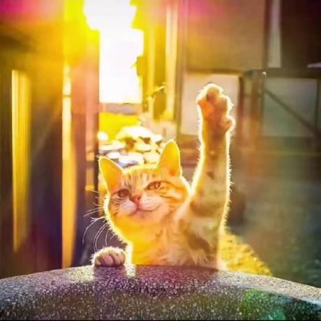 Github Samsonyubaijian Boss - Best Nature Photos in 4K