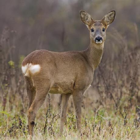 Crazy Hotdog Github - Light Picture Collection - Ultra HD Quality