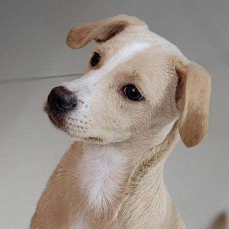 Peler Little Pig Peler Github