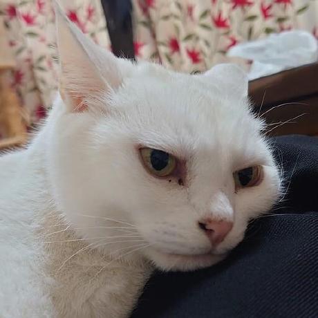 Ryosei Vvv Github - Gradient Design Collection - HD Quality