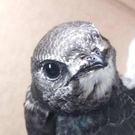 Ban Oak Github - Landscape Pattern Collection - 4K Quality