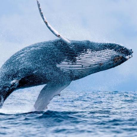 Ichsan Prana Github - Premium Landscape Design Gallery - Ultra HD