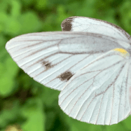 Ohno Izure Ohno Izure Github - Creative Light Pattern - Mobile