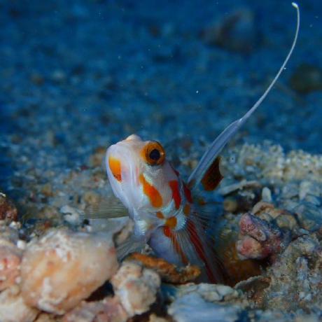 Takes Dev Takeshi Shimizu Github - Colorful Design Collection - 8K Quality