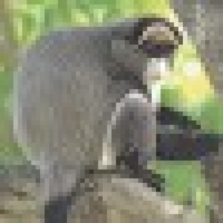 Mahakoala Github - Ocean Background Collection - Desktop Quality