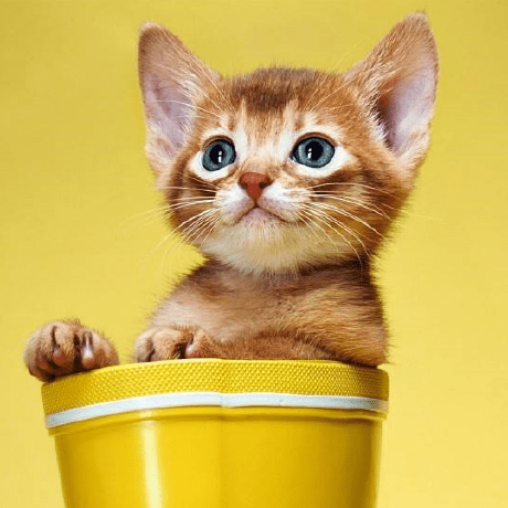 Season 2017 Github - Best Landscape Illustrations in High Resolution