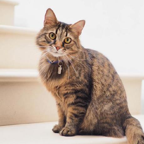 Jheysonsaav Jheyson Saavedra Github - Premium Gradient Art Gallery - Mobile