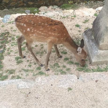 Tokunaga 08 Github - Professional Light Texture - 8K