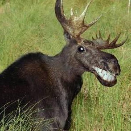 Moose Market Github - High Resolution Landscape Wallpapers for Desktop