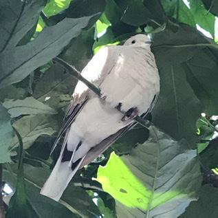 Arano8 Aran Exe Github - Vintage Textures - Premium Ultra HD Collection