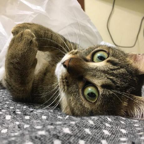 Viktoriya Kordikova Github - Space Wallpaper Collection - Ultra HD Quality