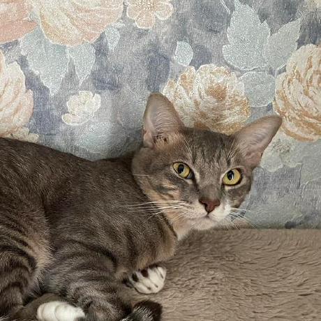 Kapow Ww Natthanon Github - Amazing Minimal Texture - Retina