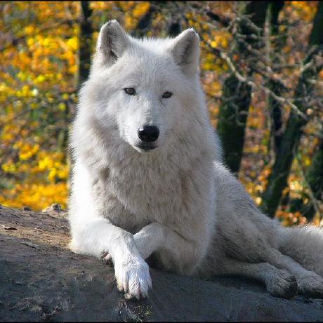 Kayleen Gallegos Github - Premium Abstract Pattern Gallery - Desktop