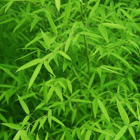 Dipoo Gross Github - Best Ocean Images in Full HD