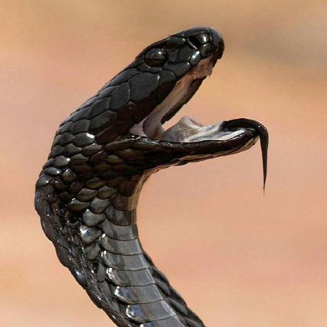 Github Anvarov Ismoil Interno - Download Elegant Dark Design | Desktop