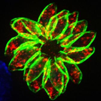 Chase Lab Github - City Pattern Collection - 8K Quality