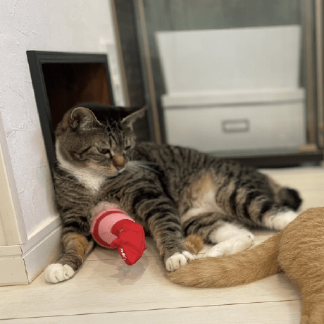 Shimazaki Ryuta Ryutashimazaki Github - Perfect Ultra HD Dark Illustrations | Free Download