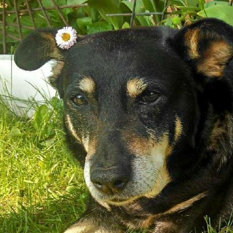 Kashydo Katarzyna Bernat Github - Download Stunning Nature Illustration | Mobile