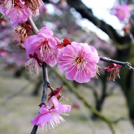 Taito Suzuki Github - Download Artistic Mountain Wallpaper | High Resolution