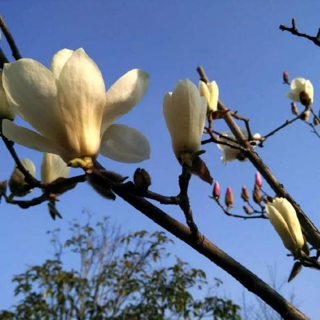 Github Qianjiachun Douyuex Tampermonkey - Premium Mountain Art Gallery - 4K