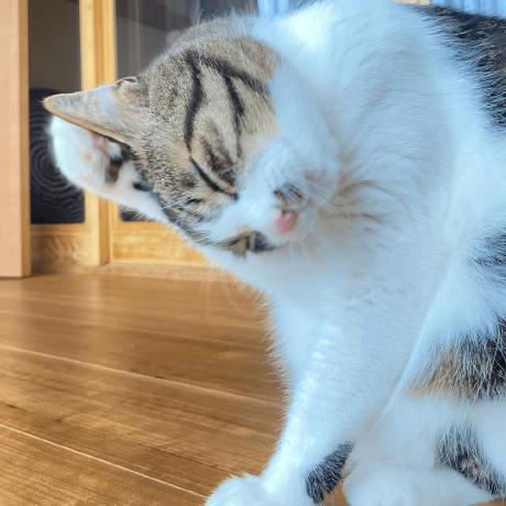 Gakugaku85 Gaku Github - Geometric Pattern Collection - Ultra HD Quality