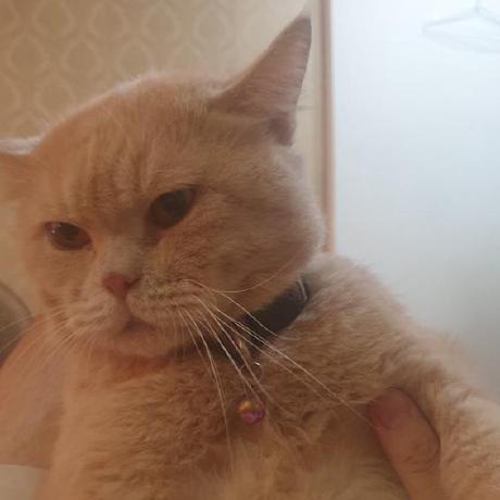 Github Buithaihung Request Gate - HD Light Wallpapers for Desktop