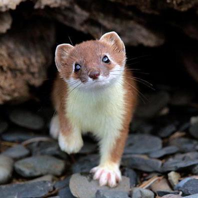 Github Snezhana Star Oop Server - Artistic Landscape Wallpaper - Ultra HD