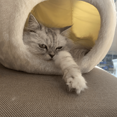 Daisukeyamamoto Daisuke Yamamoto Github - Download Premium Vintage Art | Retina