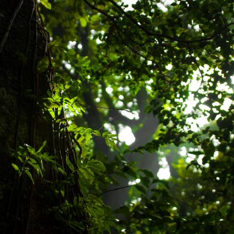 Plang Ao Github - Premium Vintage Wallpaper - High Resolution