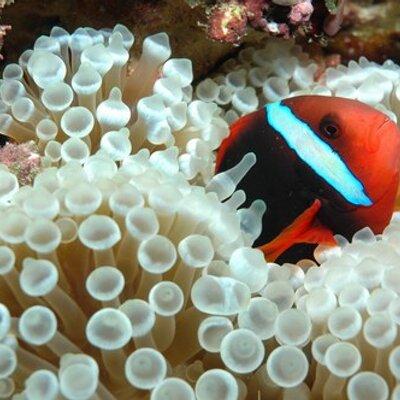 Github Cldeluna Pyats Intro - Professional Minimal Illustration - 8K