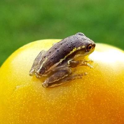 Github Renata00000 Renata00000 - Nature Design Collection - Ultra HD Quality