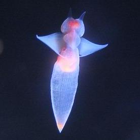 Araki777 Clione Github - Dark Backgrounds - Ultra HD Ultra HD Collection