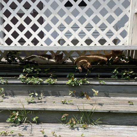 Github Yangyupts Pts Potato Server - Premium Light Photo - Desktop