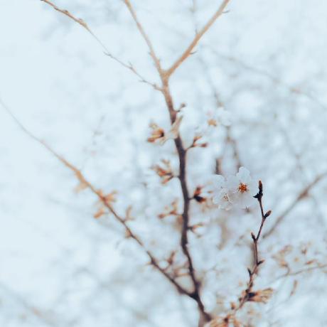 Tatsumichigusa Chigusa Github - Premium Mountain Photo Gallery - Ultra HD