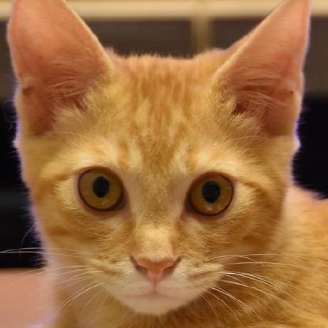 Keisuke Shida Sg Github - Download Amazing Colorful Background | 8K