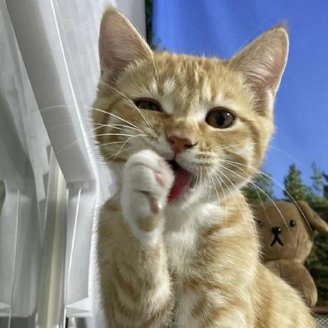 Git Yen Github - Download Stunning Vintage Illustration | 8K