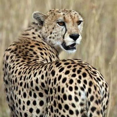 Shita Github - Perfect 4K Mountain Photos | Free Download