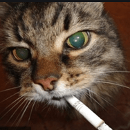 Inbalsilis Inbal Silis Github - Premium Dark Illustration Gallery - HD