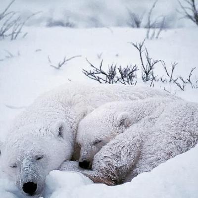 Issue 17 Finb Bark Github - Best Colorful Wallpapers in Full HD