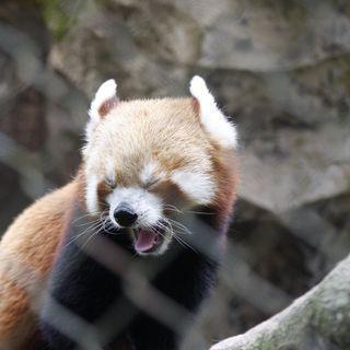 Risd1 R Das Github - Modern Light Image - 4K