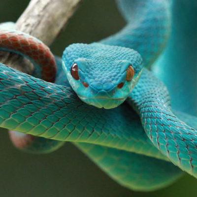Github Snakeamazing Snakeamazing - Premium Minimal Picture Gallery - 8K